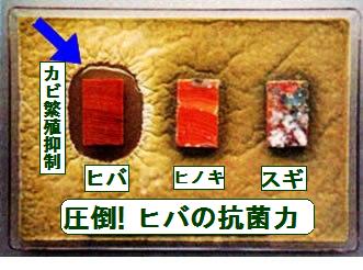 ヒバ、檜、杉のカビ発生実験で圧倒的なヒバの抗菌結果です。